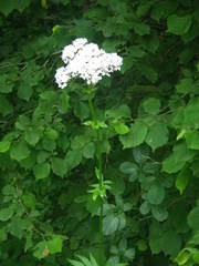 Valeriana officinalis sambucifolia