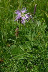 Dianthus superbus alpestris