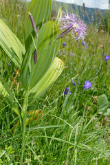 Dianthus superbus alpestris