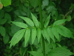 Valeriana officinalis sambucifolia