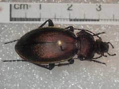 Carabus rothii hampei