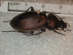 Carabus rothii hampei