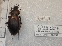 Carabus rothii hampei