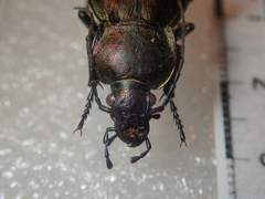 Carabus rothii hampei
