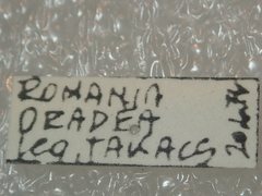 Carabus rothii hampei