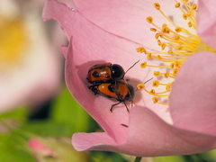 Cryptocephalus bipunctatus