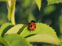 Cryptocephalus bipunctatus