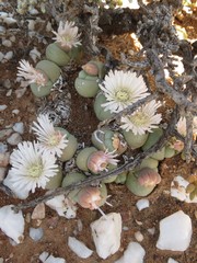 Gibbaeum heathii