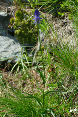 Phyteuma persicifolium