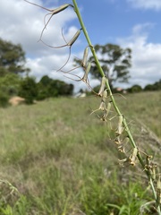 Dipcadi rigidifolium