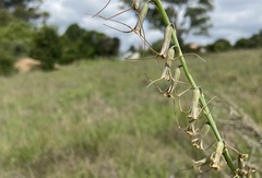 Dipcadi rigidifolium