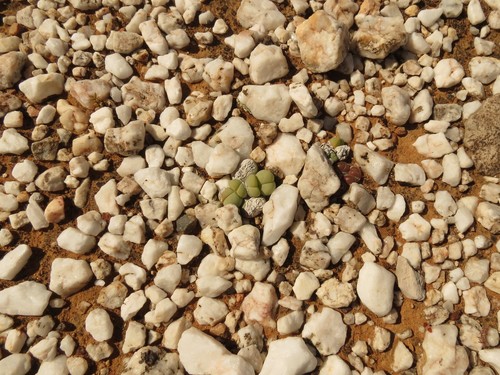 Image of Gibbaeum heathii by (c) Christiaan Viljoen, some rights reserved (CC BY)