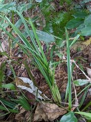 Carex breviscapa
