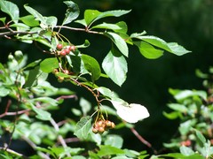 Crataegus rivularis