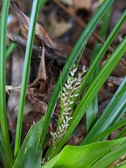 Carex breviscapa