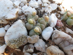 Gibbaeum heathii