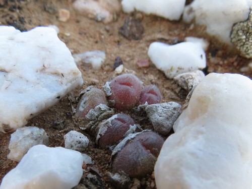 Gibbaeum pilosulum