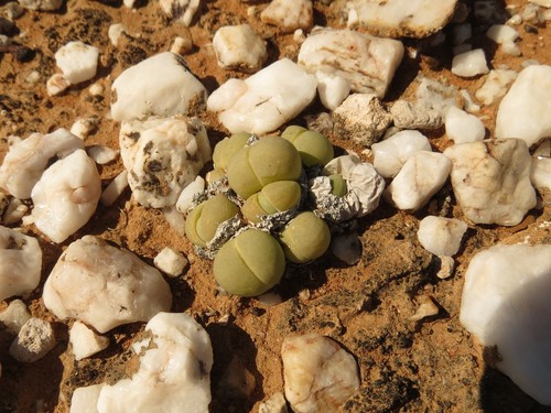 Gibbaeum heathii