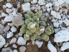 Gibbaeum heathii