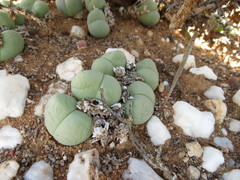Gibbaeum heathii