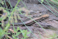 Pseudemoia pagenstecheri