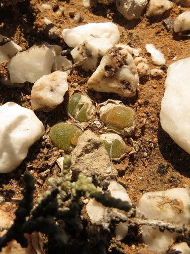 Image of Gibbaeum pilosulum by (c) Christiaan Viljoen, some rights reserved (CC BY)