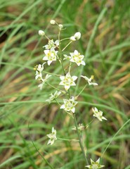 Anticlea elegans elegans