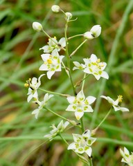 Anticlea elegans elegans