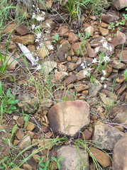 Anticlea elegans elegans