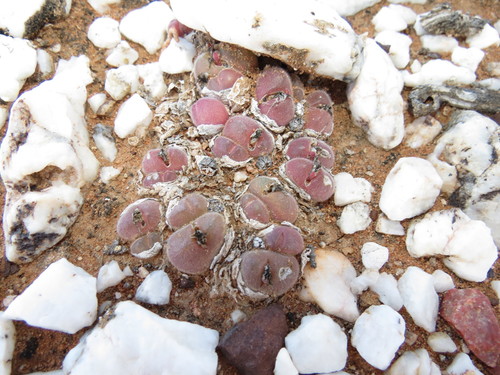 Image of Gibbaeum pilosulum by (c) Christiaan Viljoen, some rights reserved (CC BY)