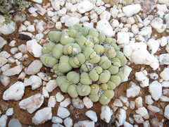 Gibbaeum heathii
