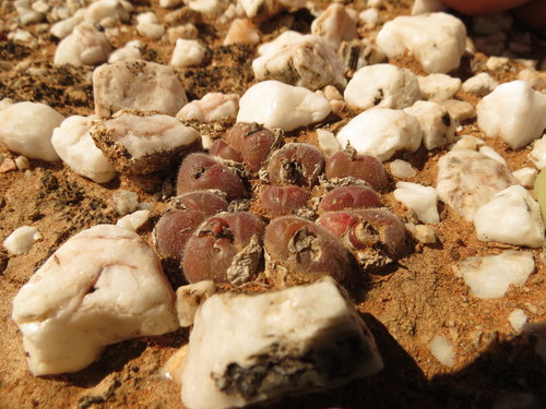 Gibbaeum pilosulum