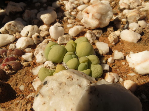 Gibbaeum heathii