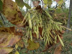 Fraxinus chinensis