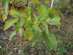 Fraxinus chinensis