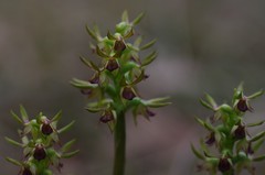 Genoplesium ciliatum