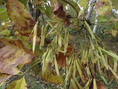 Fraxinus chinensis