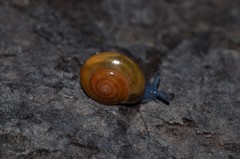 Morlina glabra