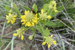 Pearsonia cajanifolia