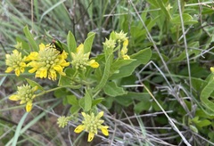 Pearsonia cajanifolia