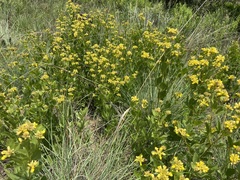 Pearsonia cajanifolia