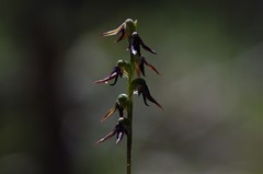 Genoplesium despectans