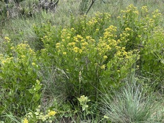 Pearsonia cajanifolia