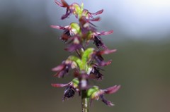 Genoplesium morrisii