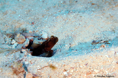 Cryptocentrus fasciatus