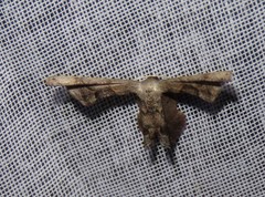 Calledapteryx dryopterata