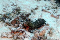 Odontodactylus scyllarus