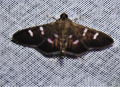 Desmia octomaculalis