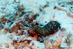 Odontodactylus scyllarus