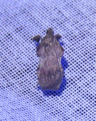 Galasa nigripunctalis